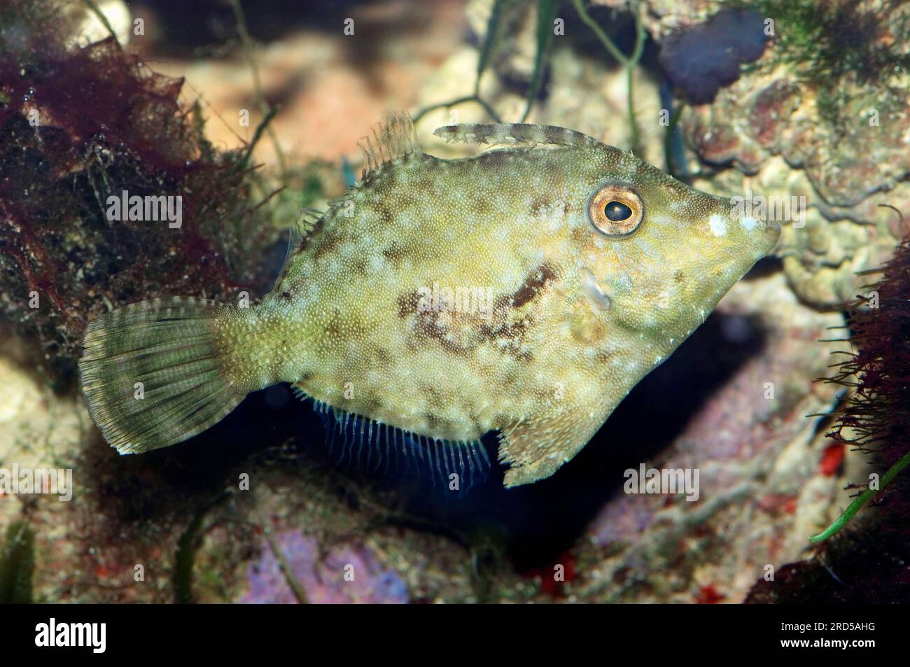 Lime-poisson à queue de poil (Acreichthys tomentosus), latérale Banque D'Images
