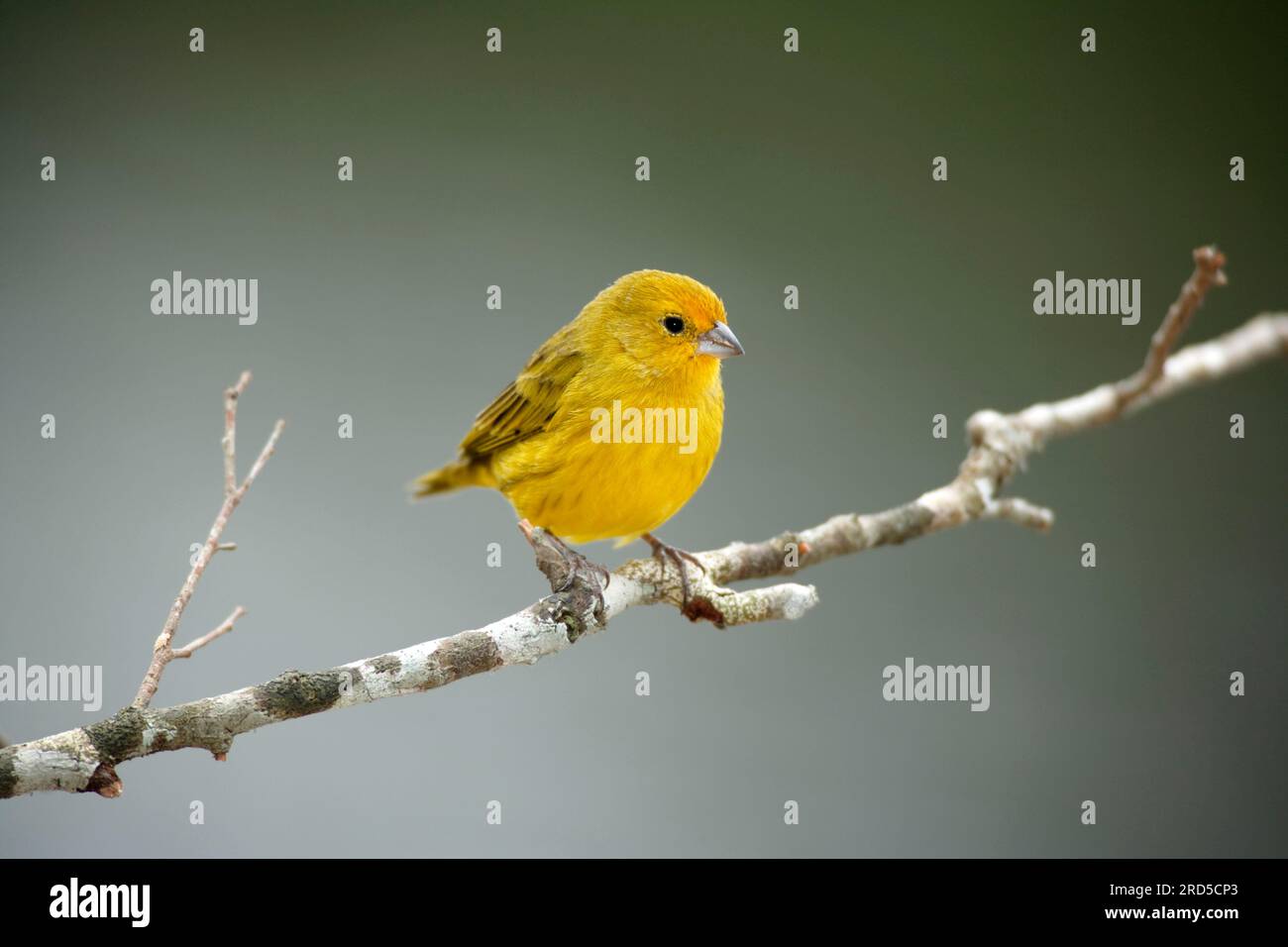 Fingeron safran (Sicalis flaveola), mâle, Pantanal, Brésil Banque D'Images
