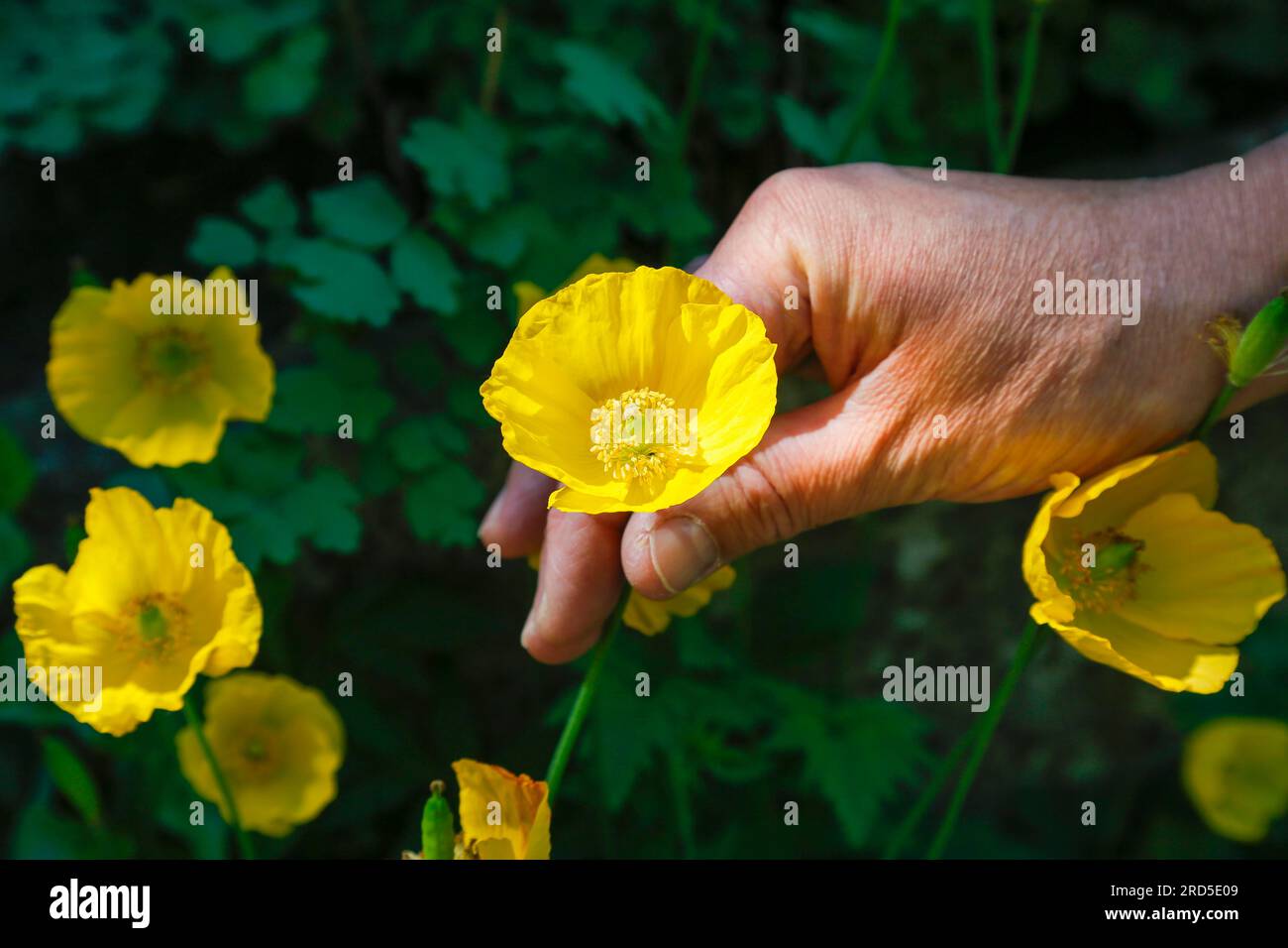 Jardin parfumé et tactile à Kobelgraben pour les aveugles et les malvoyants, jardin tactile et odorant, parc, fleur jaune, fleurs, pavot jaune Banque D'Images