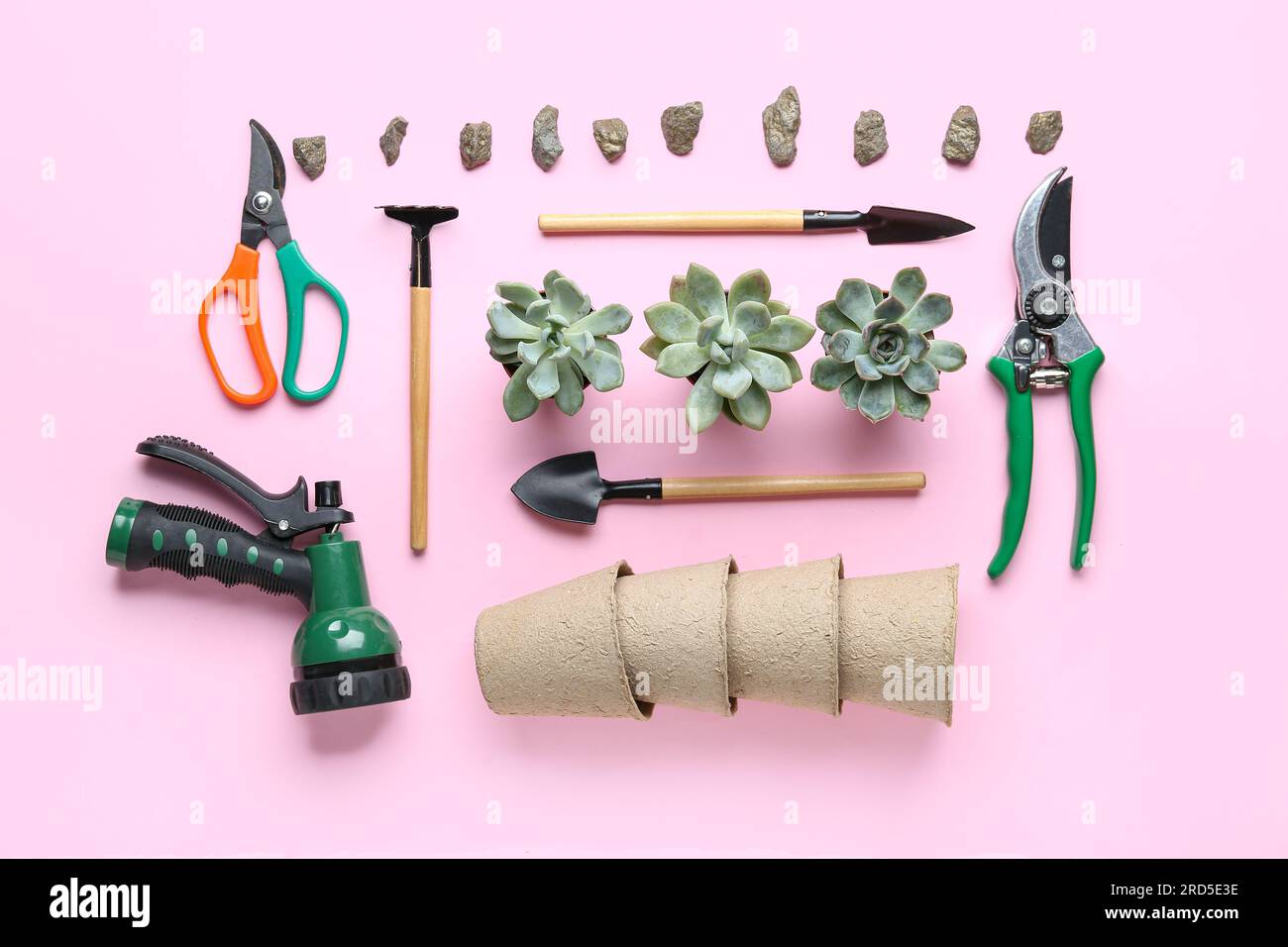 Composition avec des outils de jardinage et des plantes succulentes sur fond rose Banque D'Images