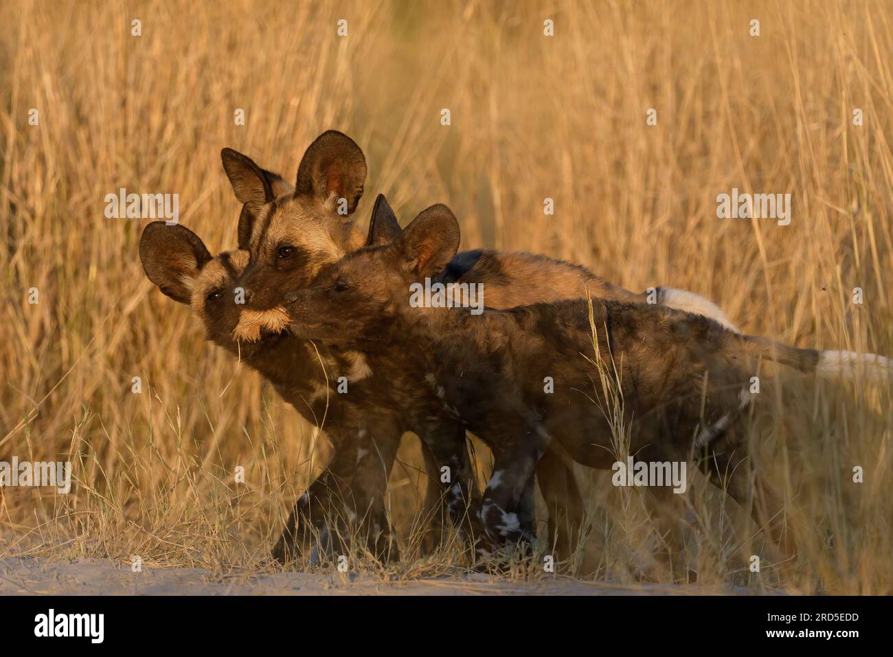 Trois chiots Wild Dog jouent avec l'oreille d'un récent meurtre Banque D'Images