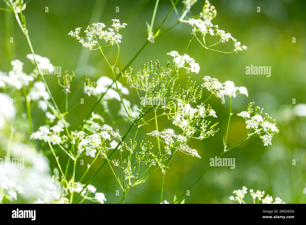 Fleurs 'Queen Anne's Lace' ou 'Cow persils' ou 'Wild Carrot' poussant à l'état sauvage pendant l'été. Gros plan de fleurs sauvages blanches 'Daucus carota'. Irlande Banque D'Images