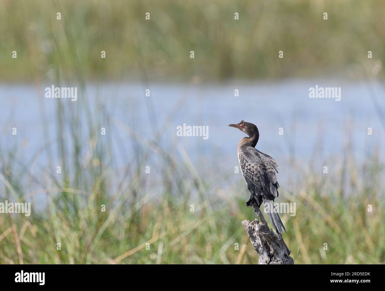 Roseau Cormorant perché sur un accroc avec de l'eau et des roseaux en arrière-plan Banque D'Images