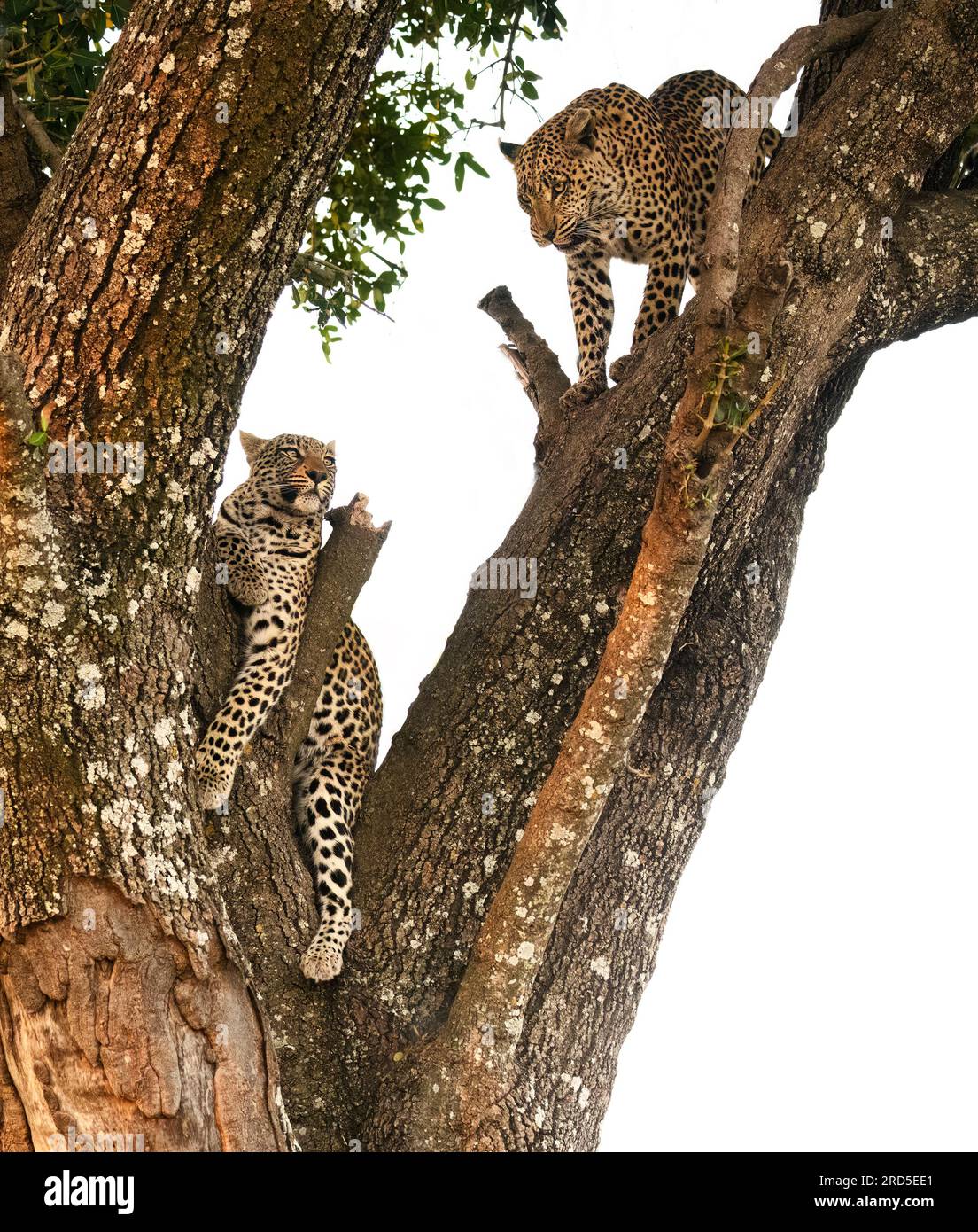 Mère et fille léopards dans un arbre en interaction Banque D'Images