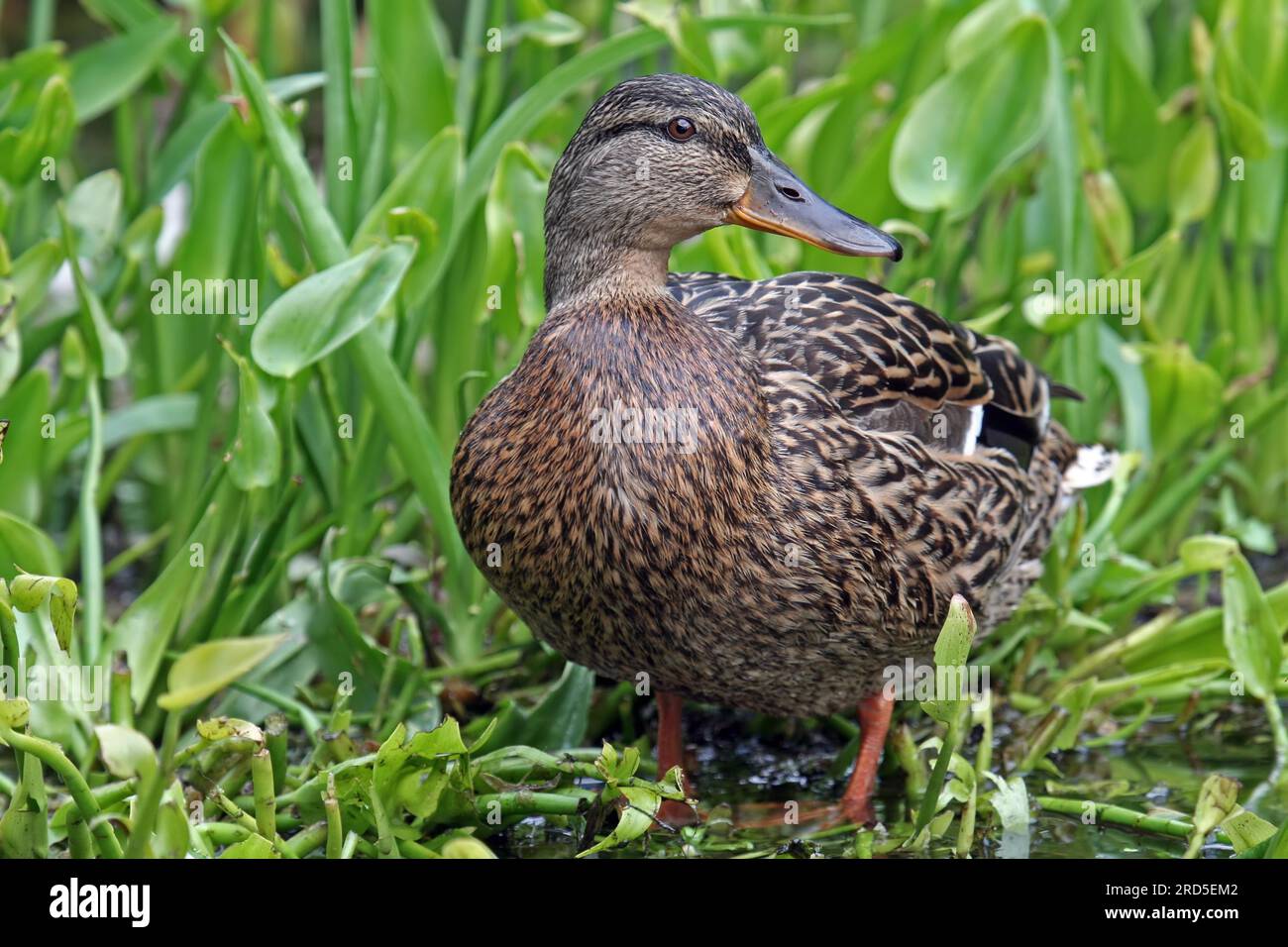 Stockente, Ente, Weiblich, Wildente Duck, Mallard, canard femelle ------------------------------- un document sur la faune, rien d'arrangé ou manipulé Banque D'Images