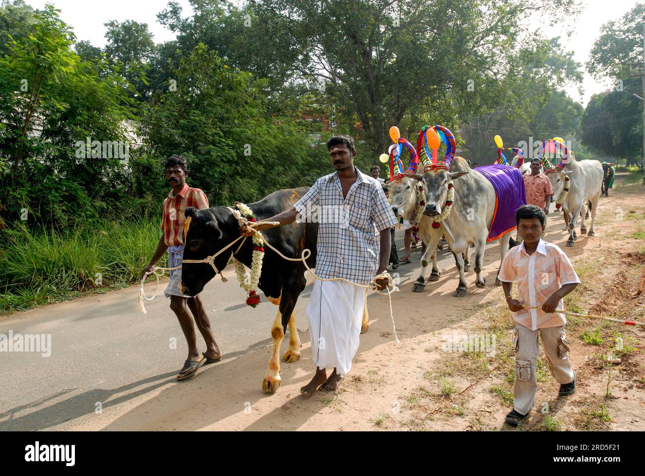 Thanksgiving pour les taureaux décorés et les vaches dans une ferme de bétail en raison de la célébration de Pongal à Coimbatore, Tamil Nadu, Inde du Sud, Inde, Asie Banque D'Images