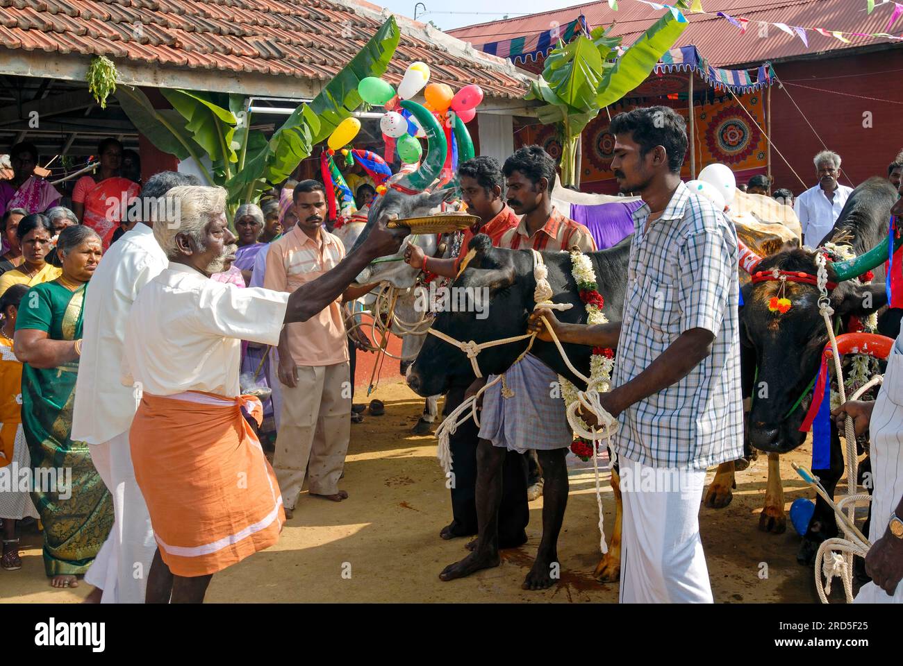 Un homme adorant les taureaux décorés et les vaches dans une ferme de bétail en raison de la célébration de Pongal à Coimbatore, Tamil Nadu, Inde du Sud Banque D'Images