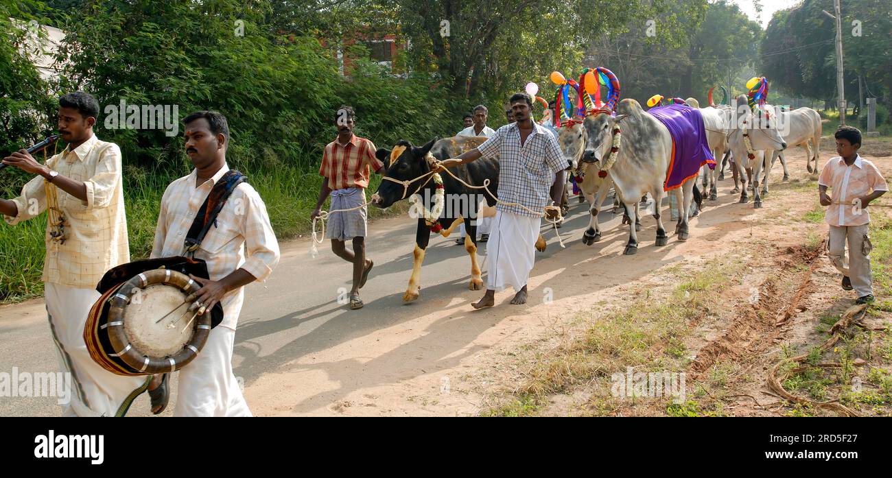 Thanksgiving pour les taureaux décorés et les vaches dans une ferme de bétail en raison de la célébration de Pongal à Coimbatore, Tamil Nadu, Inde du Sud, Inde, Asie Banque D'Images