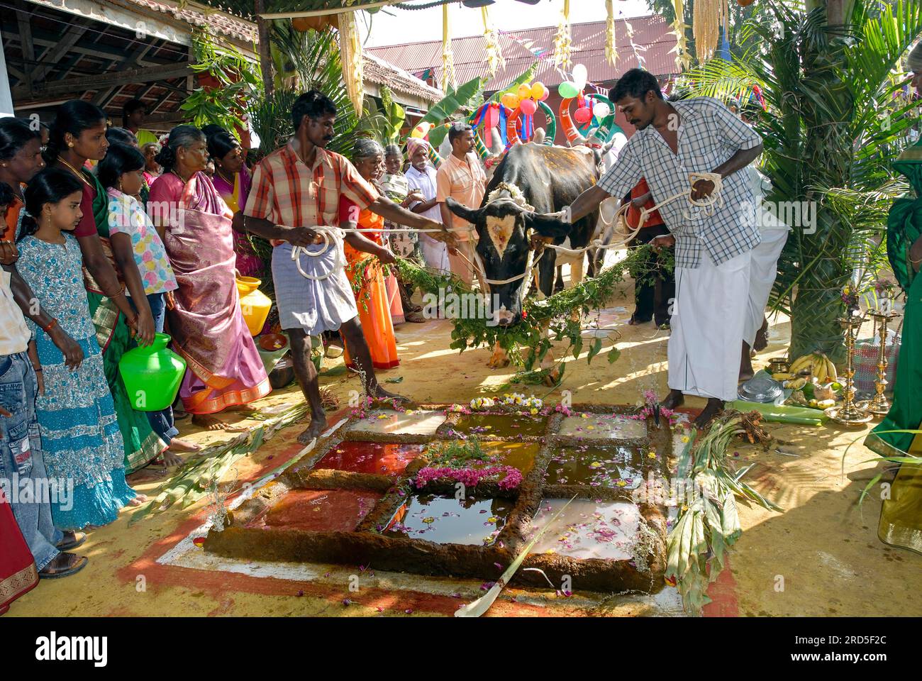 Vaches amenant marcher sur un petit champ représentant 9 grains à cause de la célébration du Pongal à Coimbatore, Tamil Nadu, Inde du Sud, Inde, Asie Banque D'Images