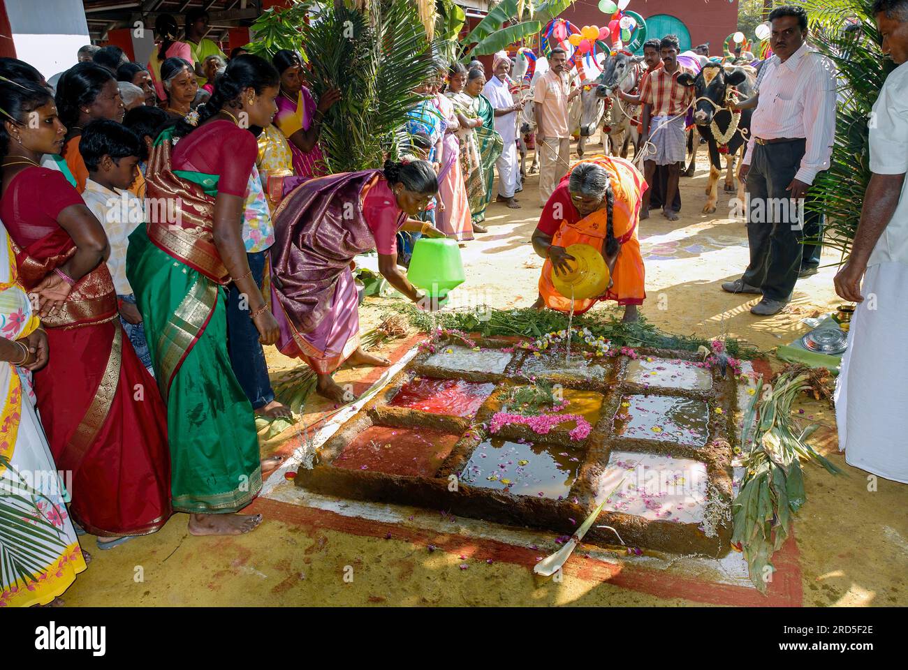 Femmes remplissant l'eau dans un champ, représentation d'un champ de céréales de 9 dans une ferme d'élevage en raison de la célébration de Pongal à Coimbatore, Tamil Nadu Banque D'Images