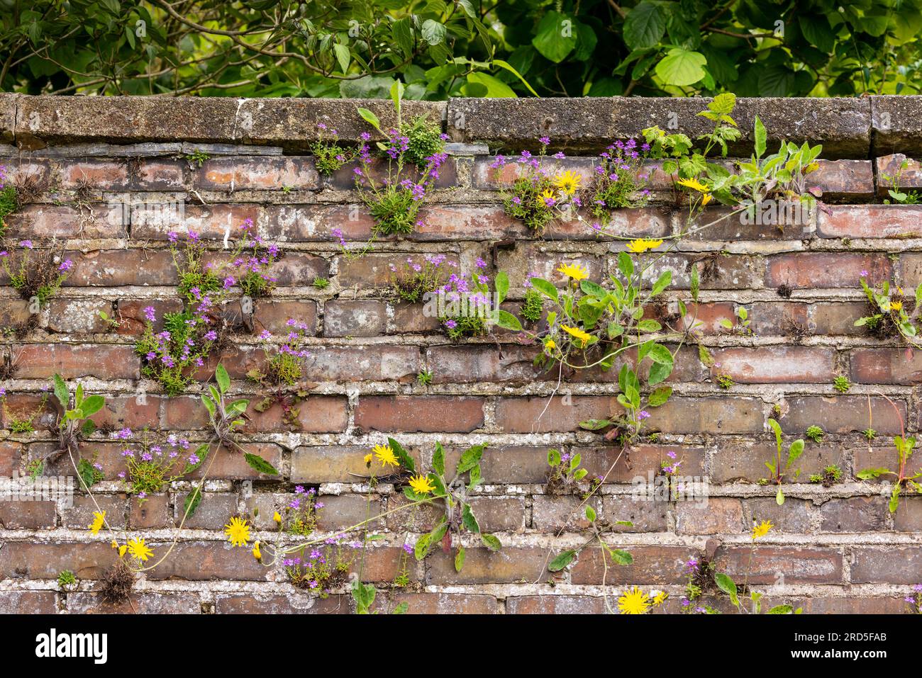 Vieux mur de pierre avec des fleurs sauvages et des mauvaises herbes poussant dans les fissures entre les briques texturées rugueuses. Concept jardin secret. Dublin, Irlande Banque D'Images