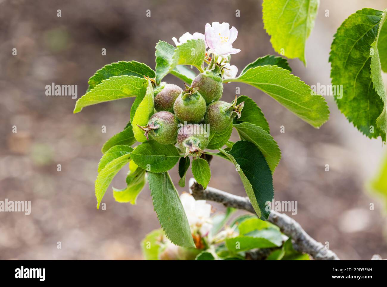 Cuisson des pommes 'Bramleys Seedling' 'Malus domestica' fruit poussant sur arbre pendant l'été. Dublin, Irlande Banque D'Images