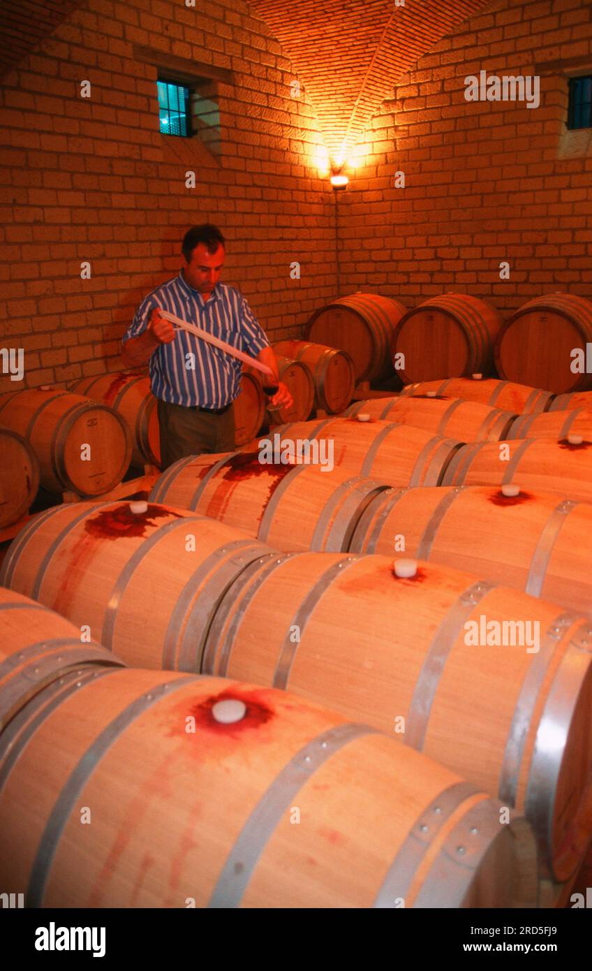 Homme teste le vin, tonneaux de vin, cave, Solopaca, Campanie, Italie, tonneau à vin, cave à vin, dégustation de vins Banque D'Images