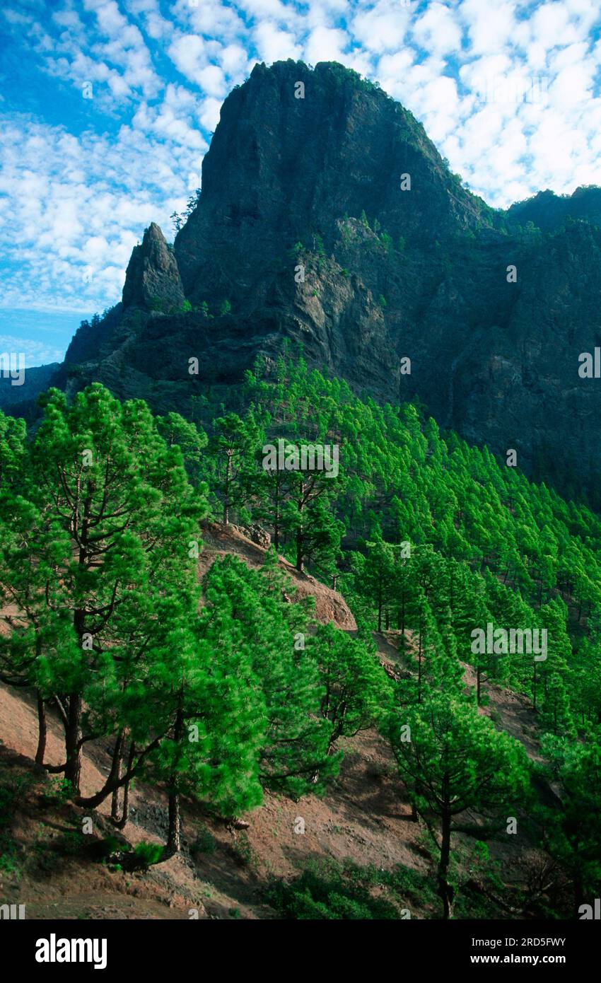 La Cumbrecita, Parc National de Caldera de Taburiente, la Palma, Îles Canaries, Espagne Banque D'Images