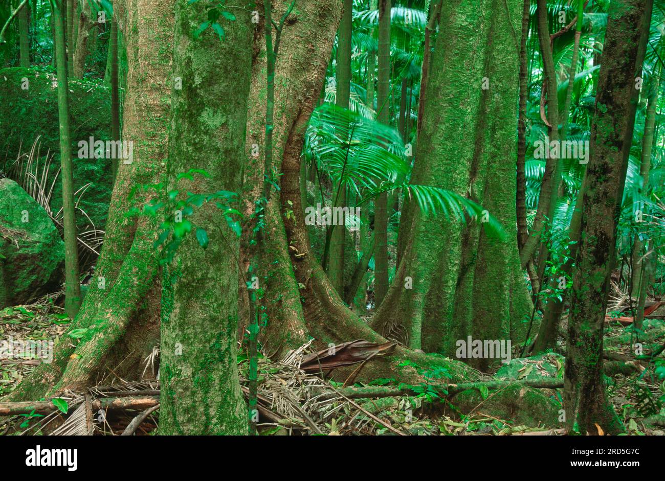 Tamarinds, parc national du mont Warning, Australie Banque D'Images