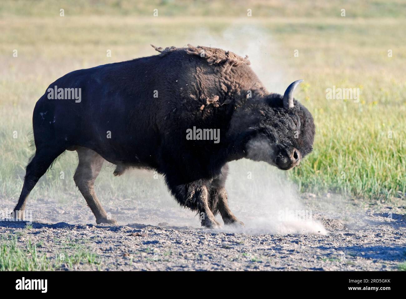 Bison, Yellowstone American Bison (Bison bison), bain de poussière, États-Unis Banque D'Images