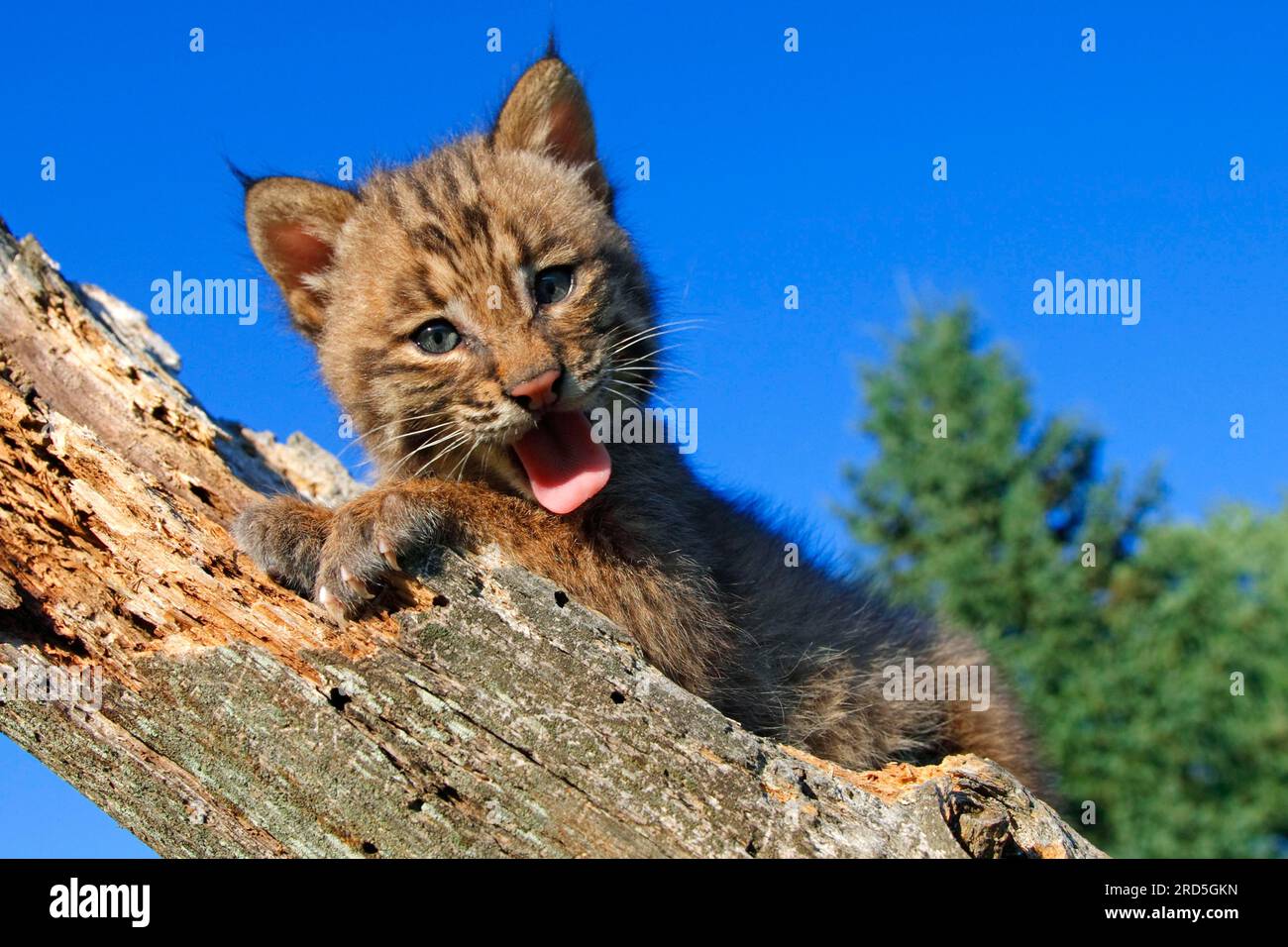 Bobcat (Lynx rufus), jeune (Felis rufa) Banque D'Images