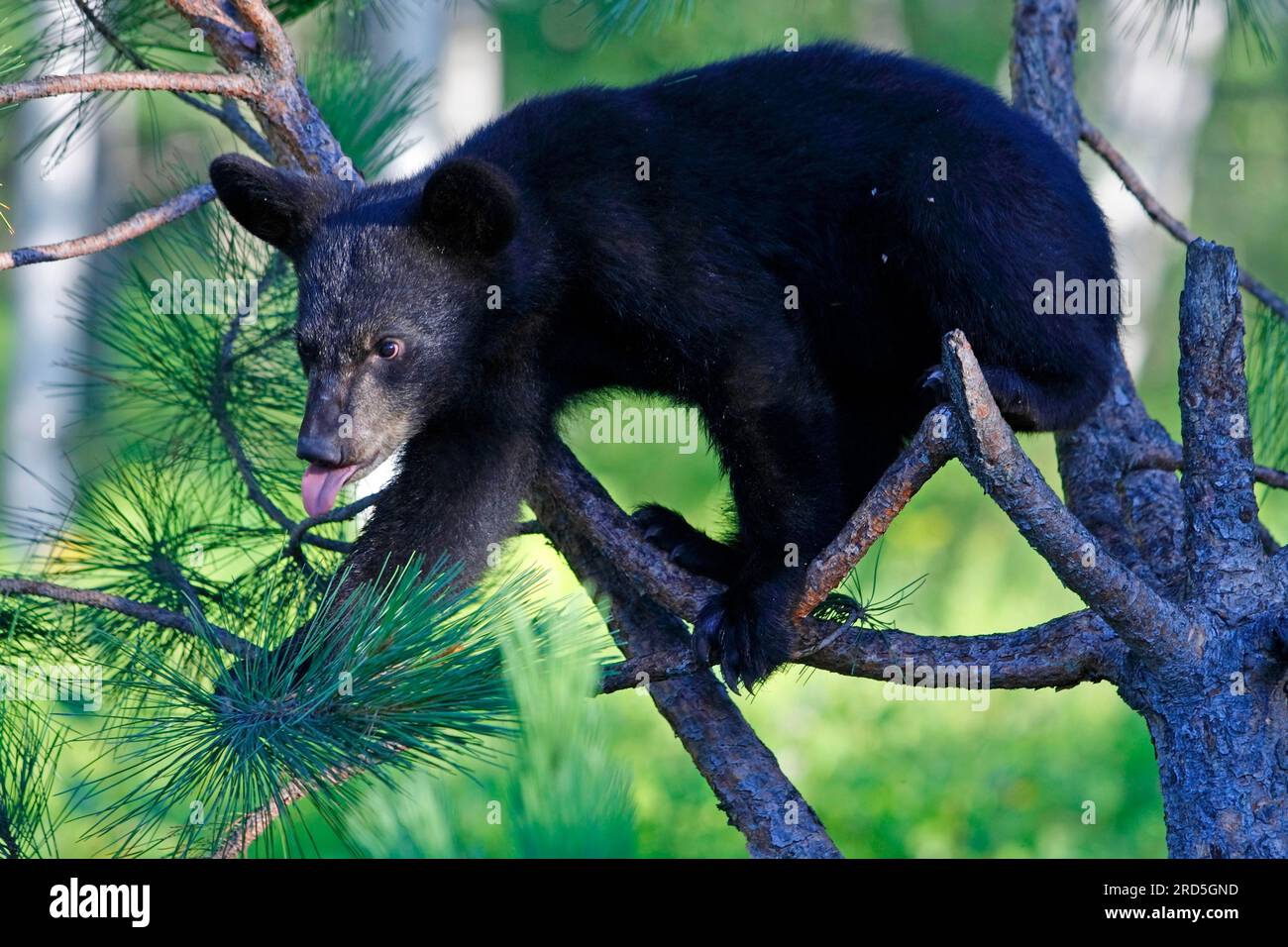 Ours noir américain (Ursus americanus), jeune Banque D'Images
