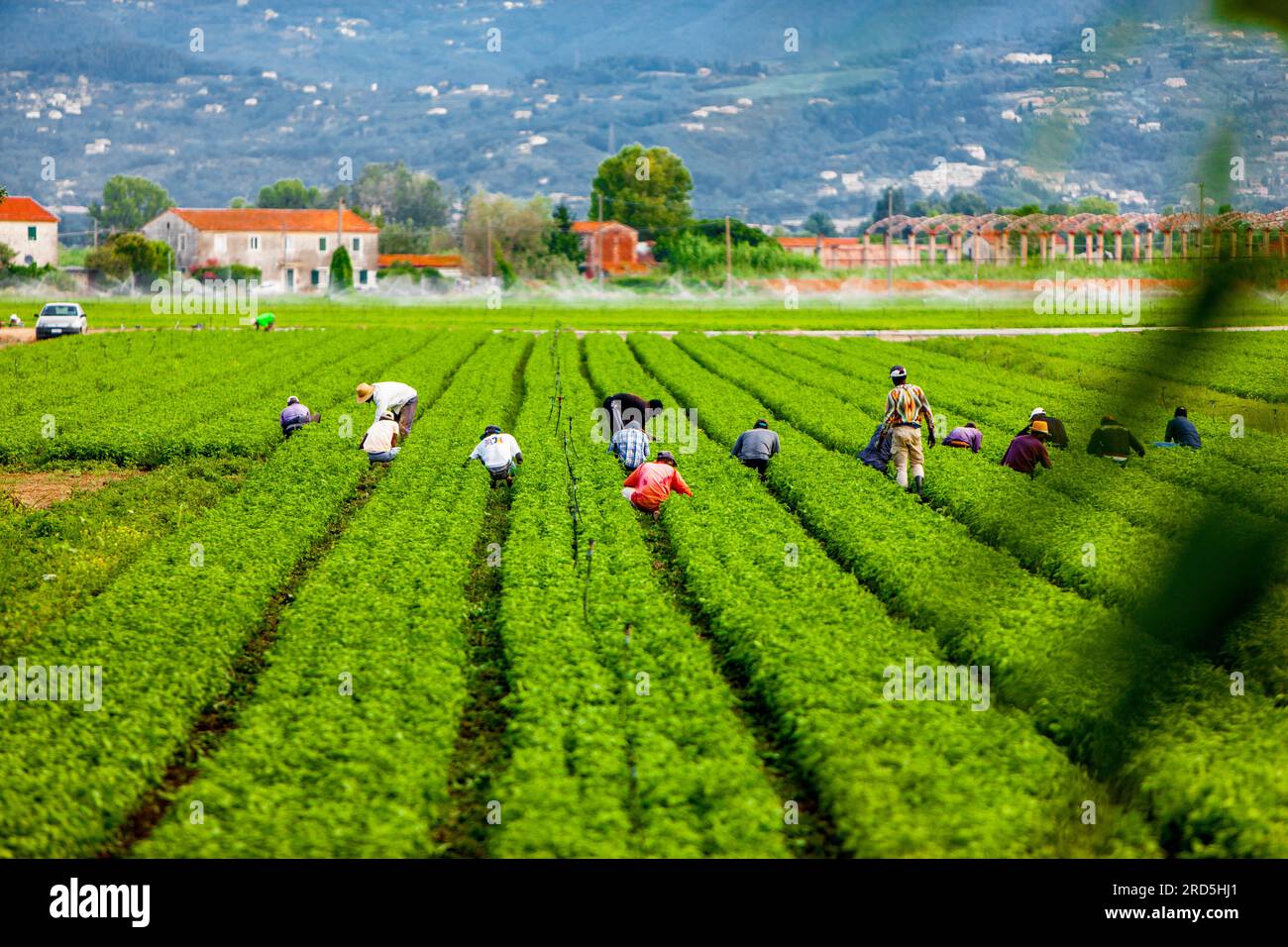 Les gens qui travaillent dans des champs verts pleins de cultures. Banque D'Images