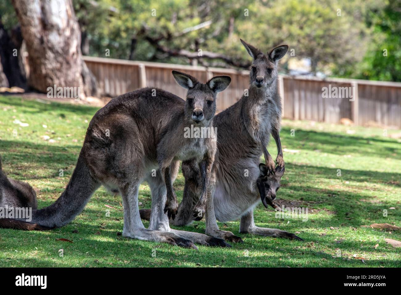 Kangourous mâles et femelles avec Joey dans la poche Bonorong Wildlife Sanctury Tasmanie Australie Banque D'Images