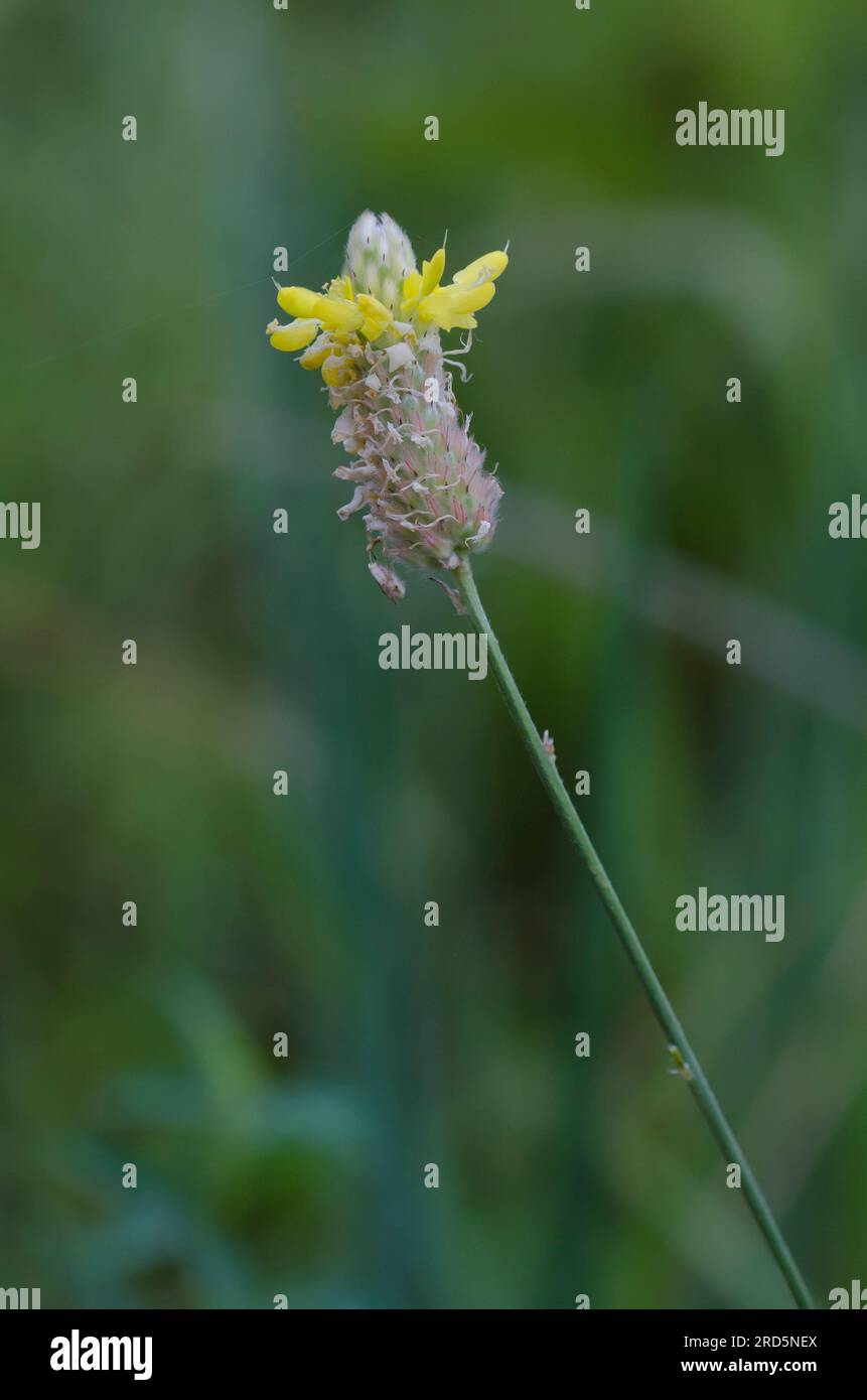 Golden Prairie Clover, Dalea aurea Banque D'Images