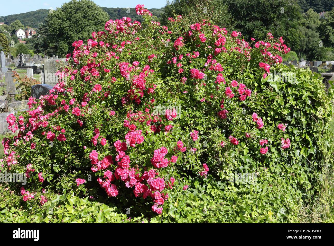 Roses rouges buisson en fleur, croissance sauvage dans le cimetière, fleurs rouges plante à fleurs Banque D'Images