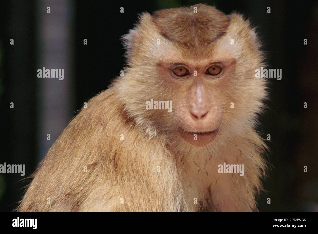 Gros plan d'un singe asiatique regardant la caméra Banque D'Images
