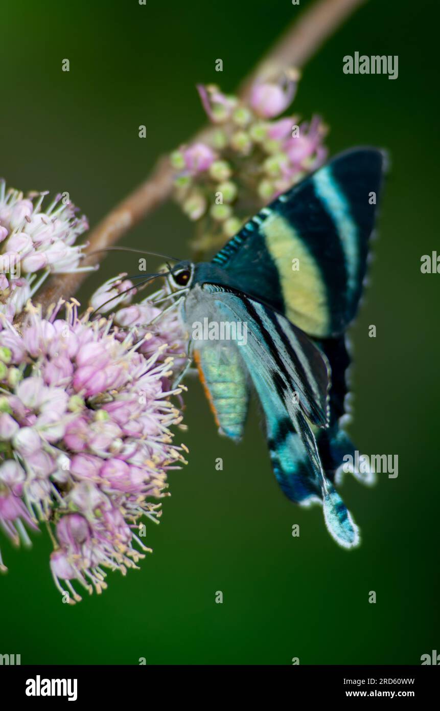 Zodiac Moth, Alcides Metaurus, Day Flying Moth, North Queensland Day Moth, se nourrissant de fleurs Evodia. Atherton, Queensland, Australie. Banque D'Images