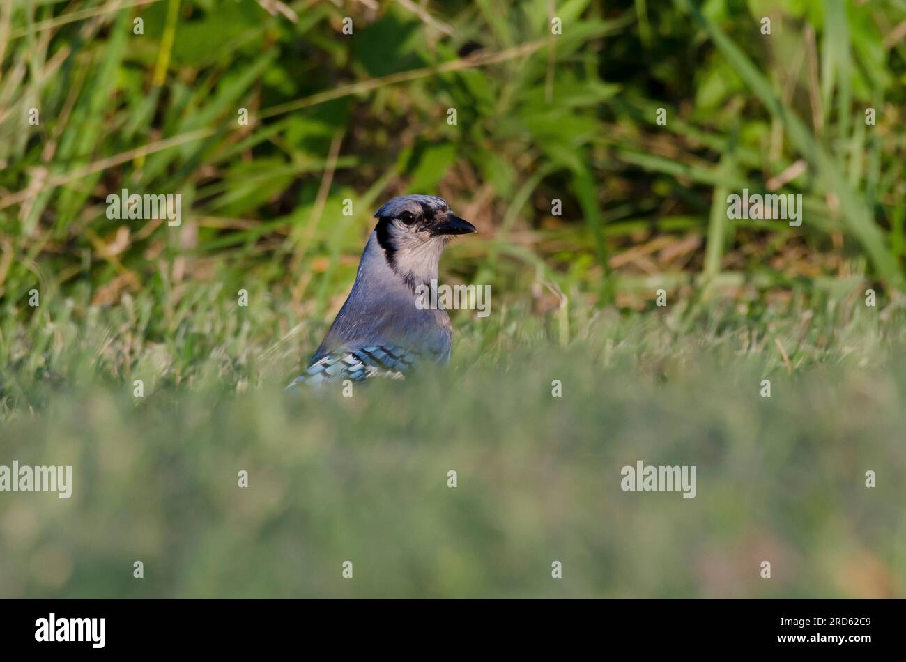 Le Geai bleu, Cyanocitta cristata Banque D'Images
