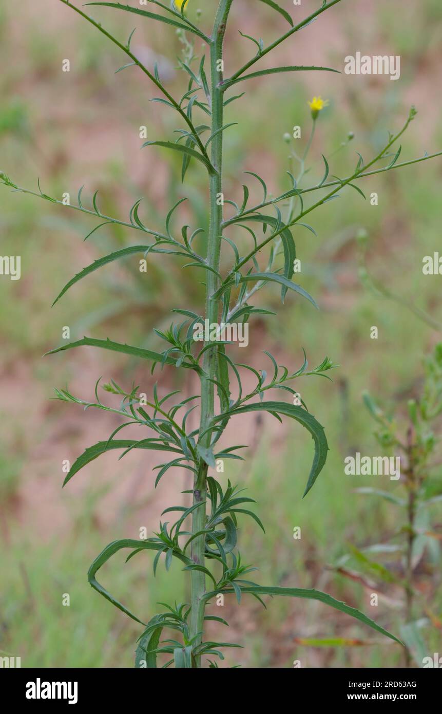 Hooker's Scratchdaisy, Croptilon hookerianum var. hookerianum, tige et feuilles Banque D'Images