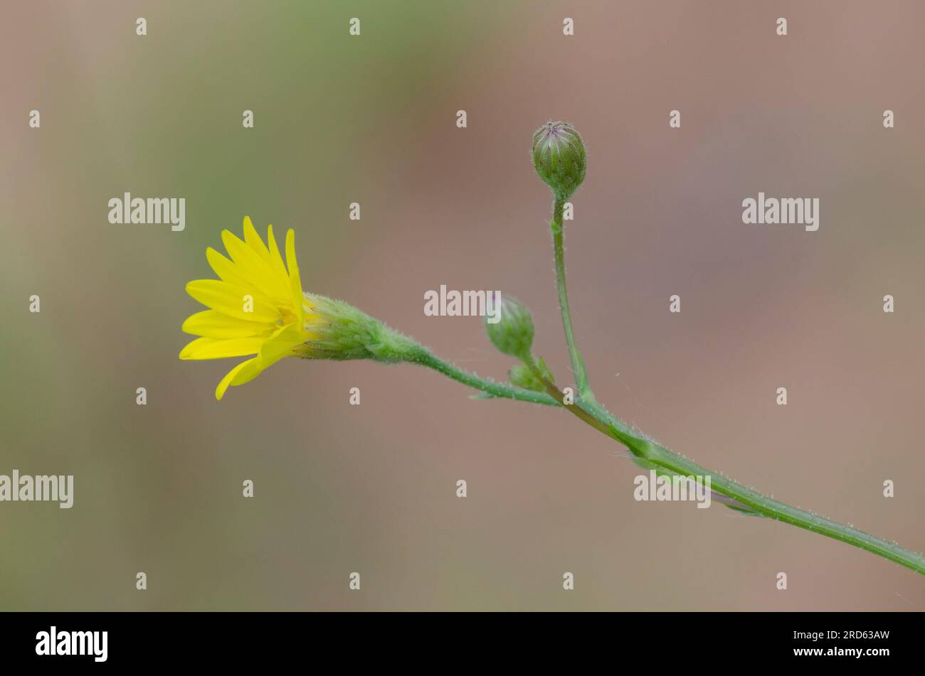 Hooker's Scratchdaisy, Croptilon hookerianum var. hookerianum Banque D'Images