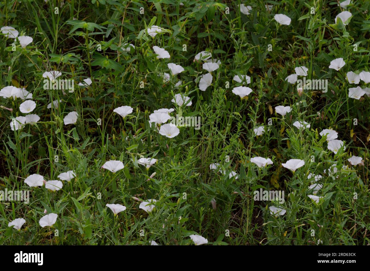 Le liseron des champs Convolvulus arvensis, Banque D'Images