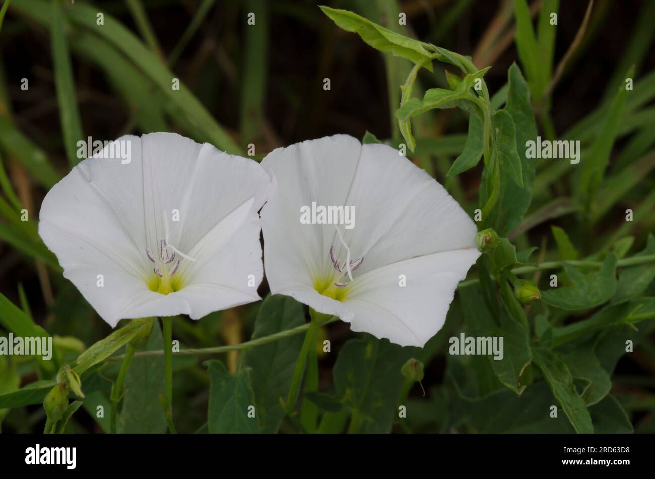 Le liseron des champs Convolvulus arvensis, Banque D'Images