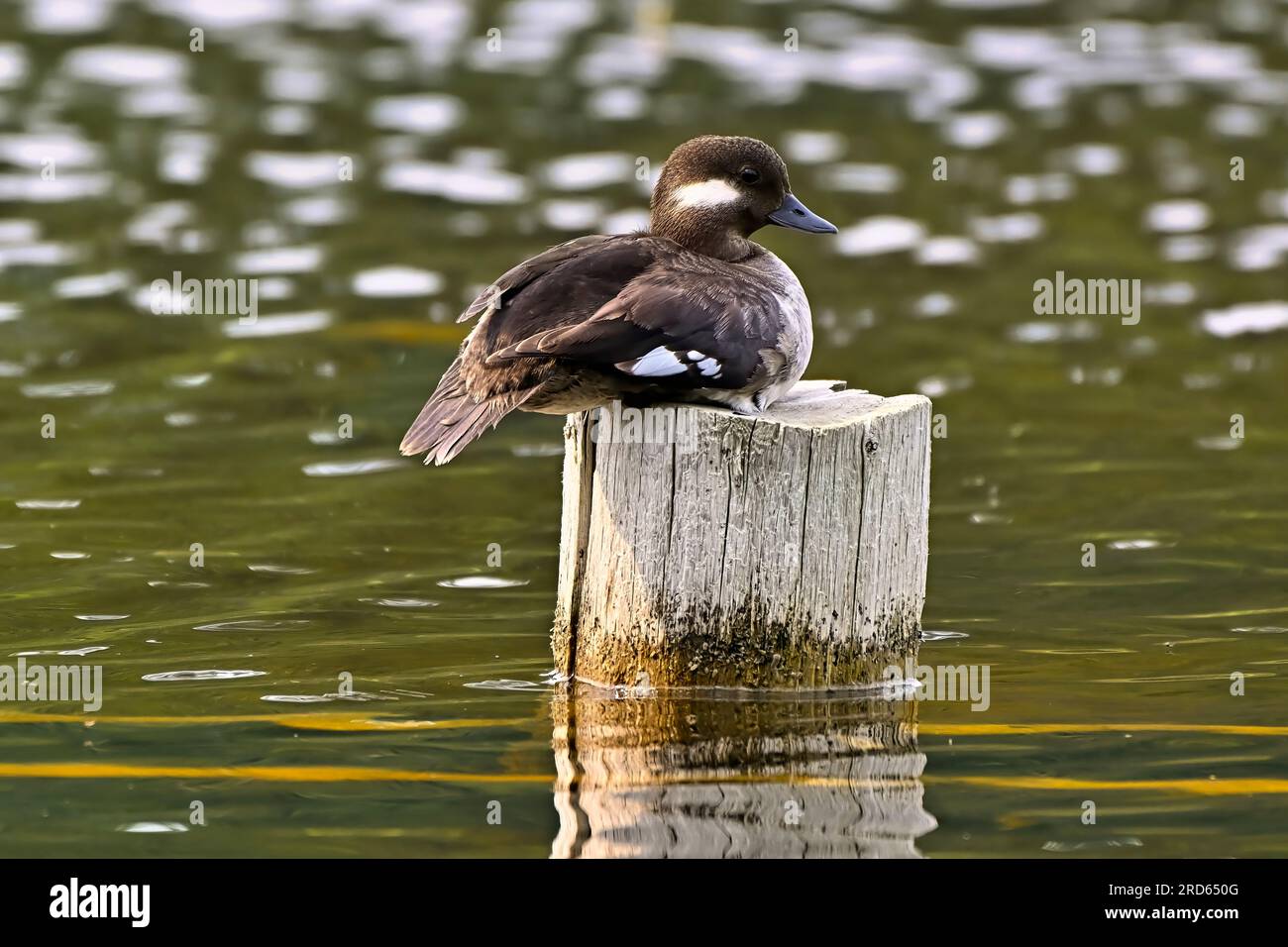 Une femelle de canard à tête de buffle (Bucephala albeola) reposant sur un poteau dans un lac dans une région rurale de l'Alberta au Canada Banque D'Images