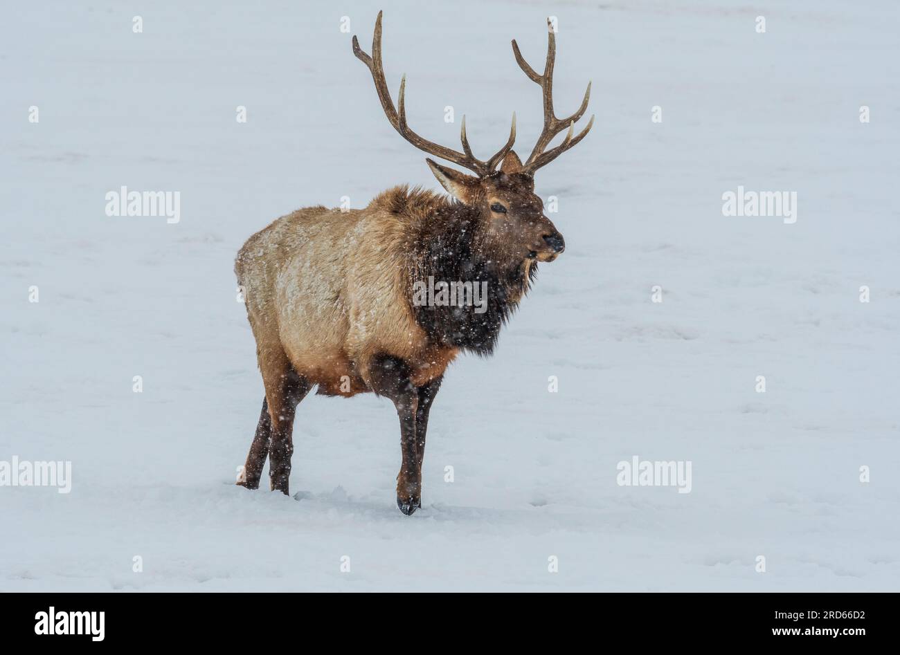 Elk dans le National Elk refuge dans le Wyoming en hiver. Banque D'Images