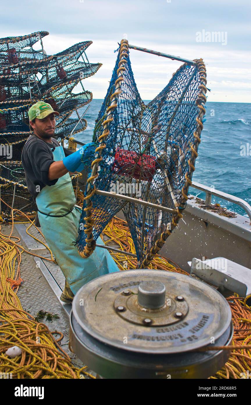 Pêcheur de crabes transportant des pots en mer à Shark Bay, Australie occidentale Banque D'Images