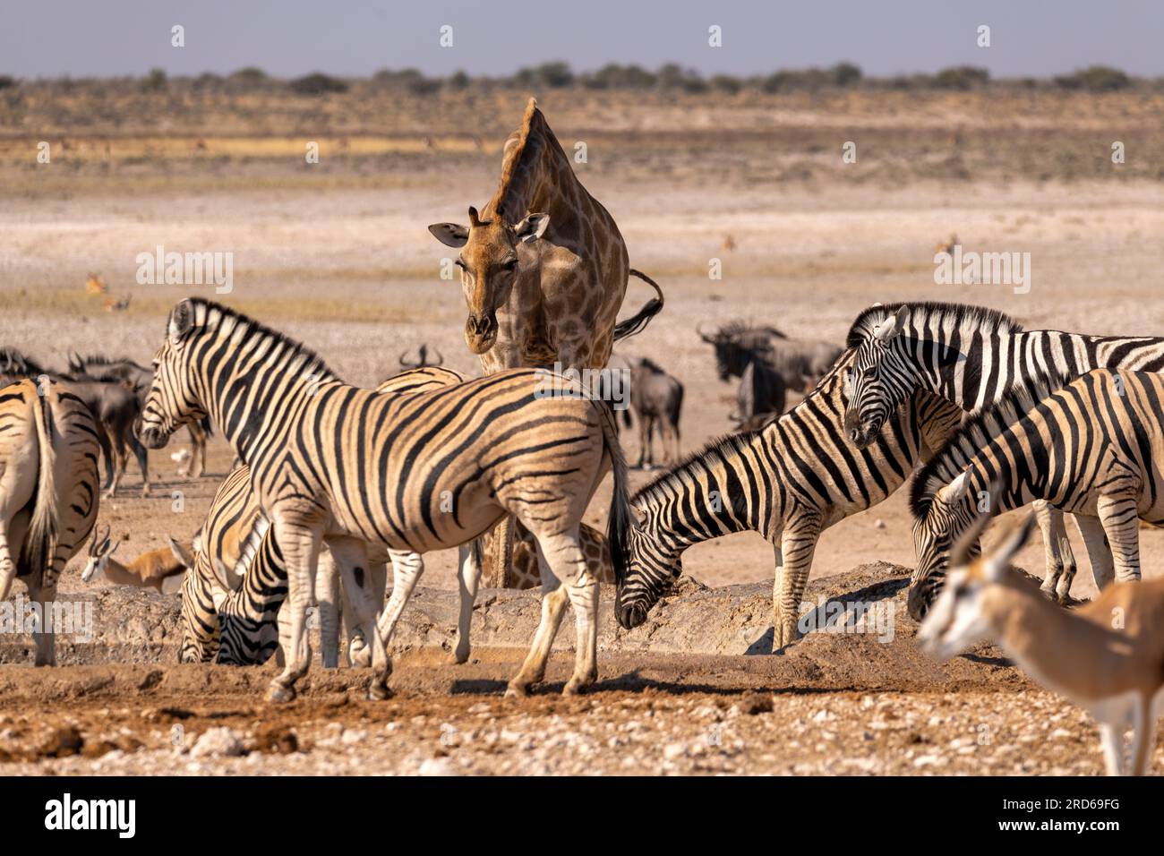 Girafe, wildebeest et zèbre au trou d'eau de Nebrowni, parc national d'Etosha, Namibie Banque D'Images