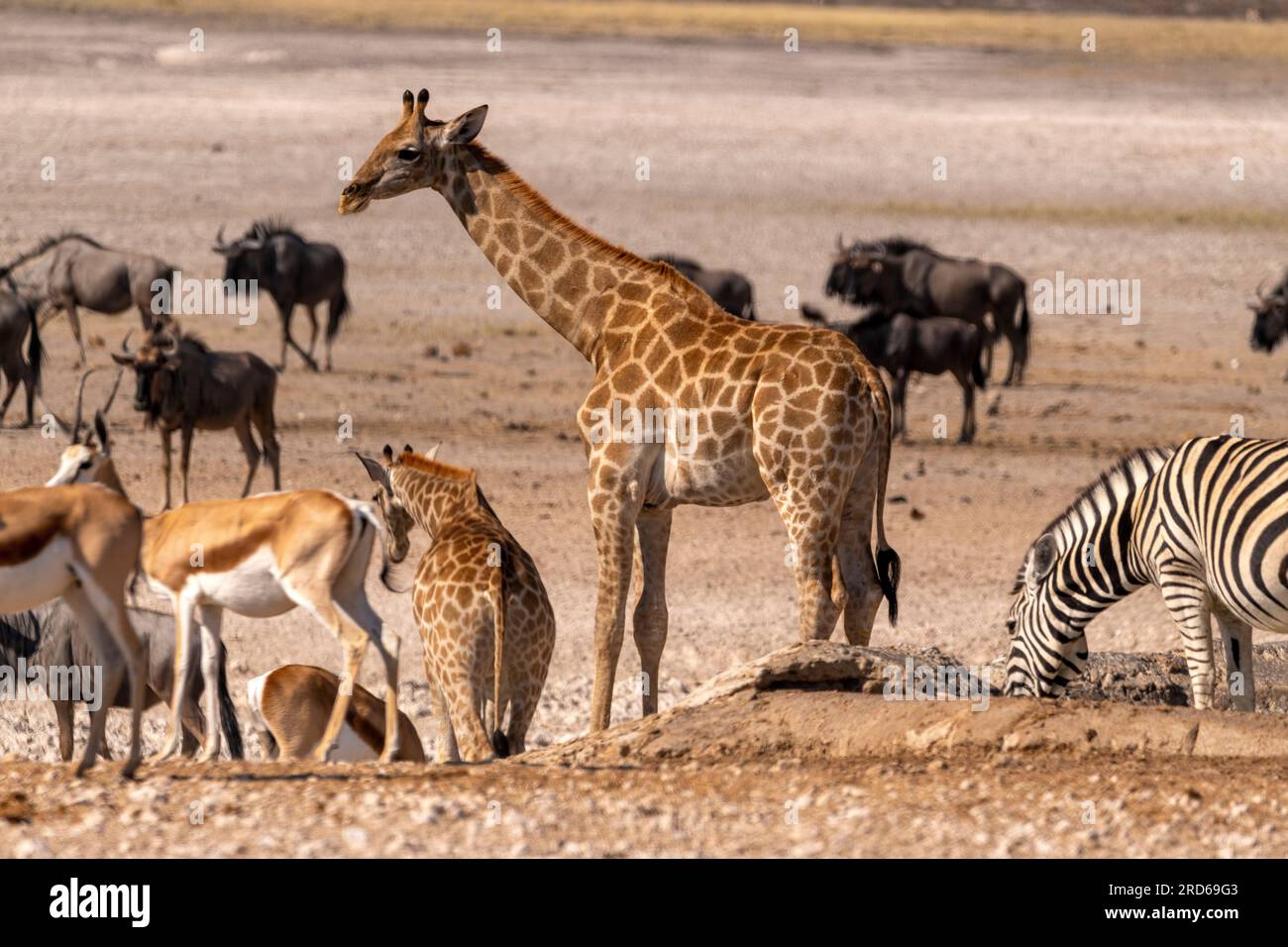 Girafe, wildebeest, springbok et zèbre au trou d'eau de Nebrowni, parc national d'Etosha, Namibie Banque D'Images