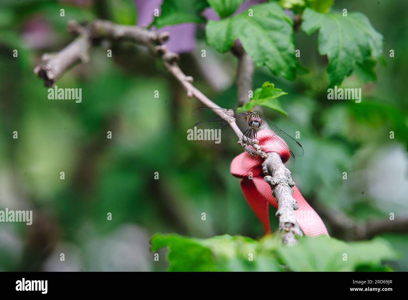 Dasher bleu (Pachydipax longipennis) libellule perchée sur une branche en été Banque D'Images