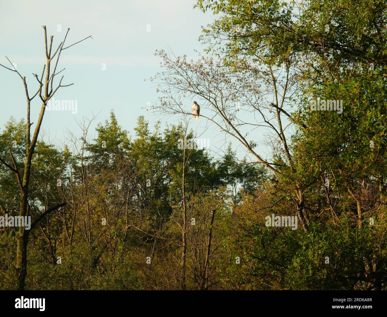 Hawk à queue rouge perché sur la partie morte de l'arbre parmi les feuillages d'automne au lever du soleil du matin Banque D'Images