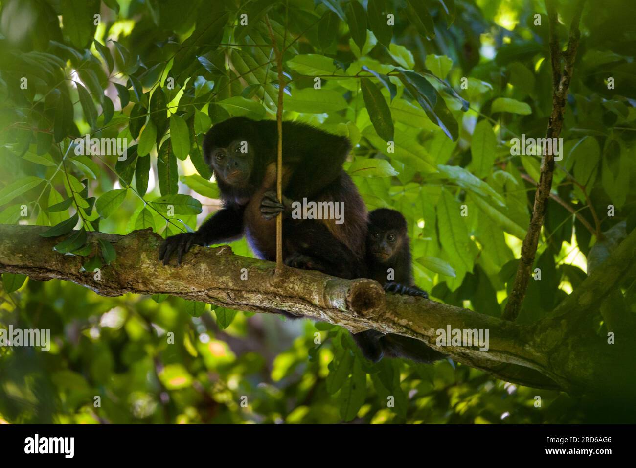 Singe Coiba Howler, Alouatta coibensis, mère et jeune dans la forêt tropicale au parc national de Coiba, océan Pacifique, République du Panama. Banque D'Images