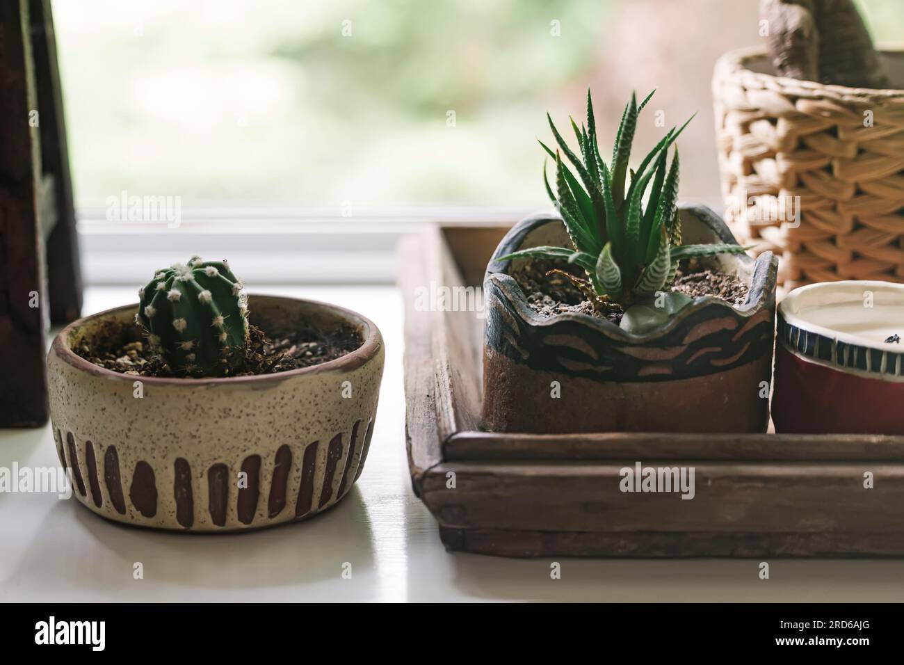 Gros plan de cactus et succulentes dans de petits pots sur le rebord de la fenêtre Banque D'Images