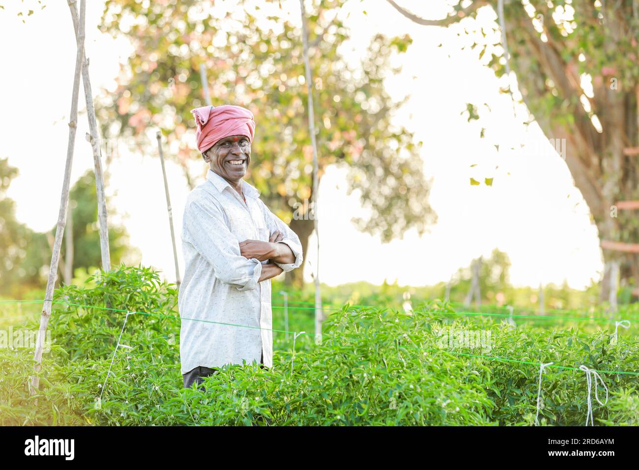 heureux fermier indien debout dans la ferme de piment, vieux fermier Banque D'Images