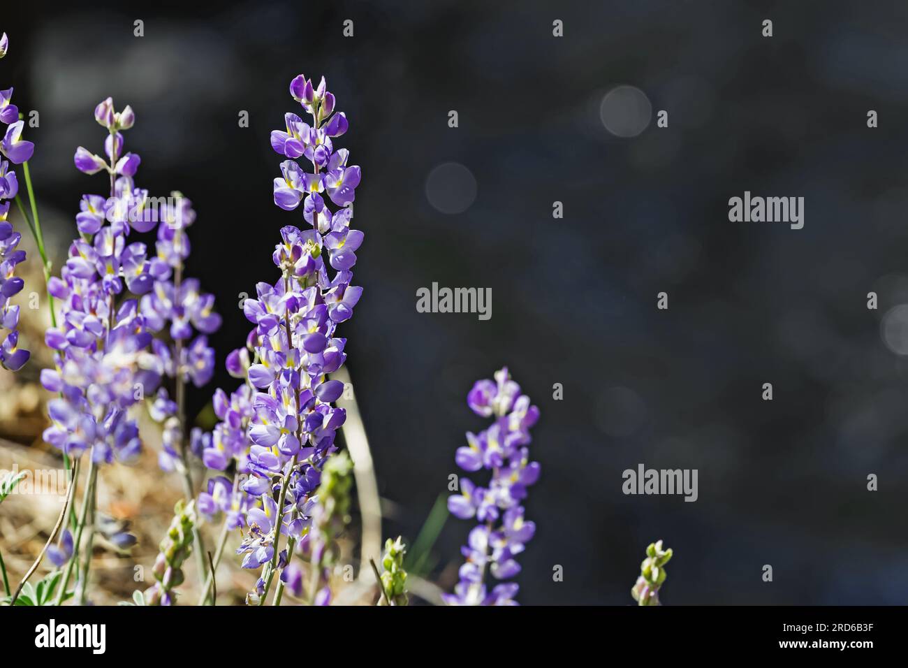 Fleurs violettes gros plan, fond de printemps Banque D'Images