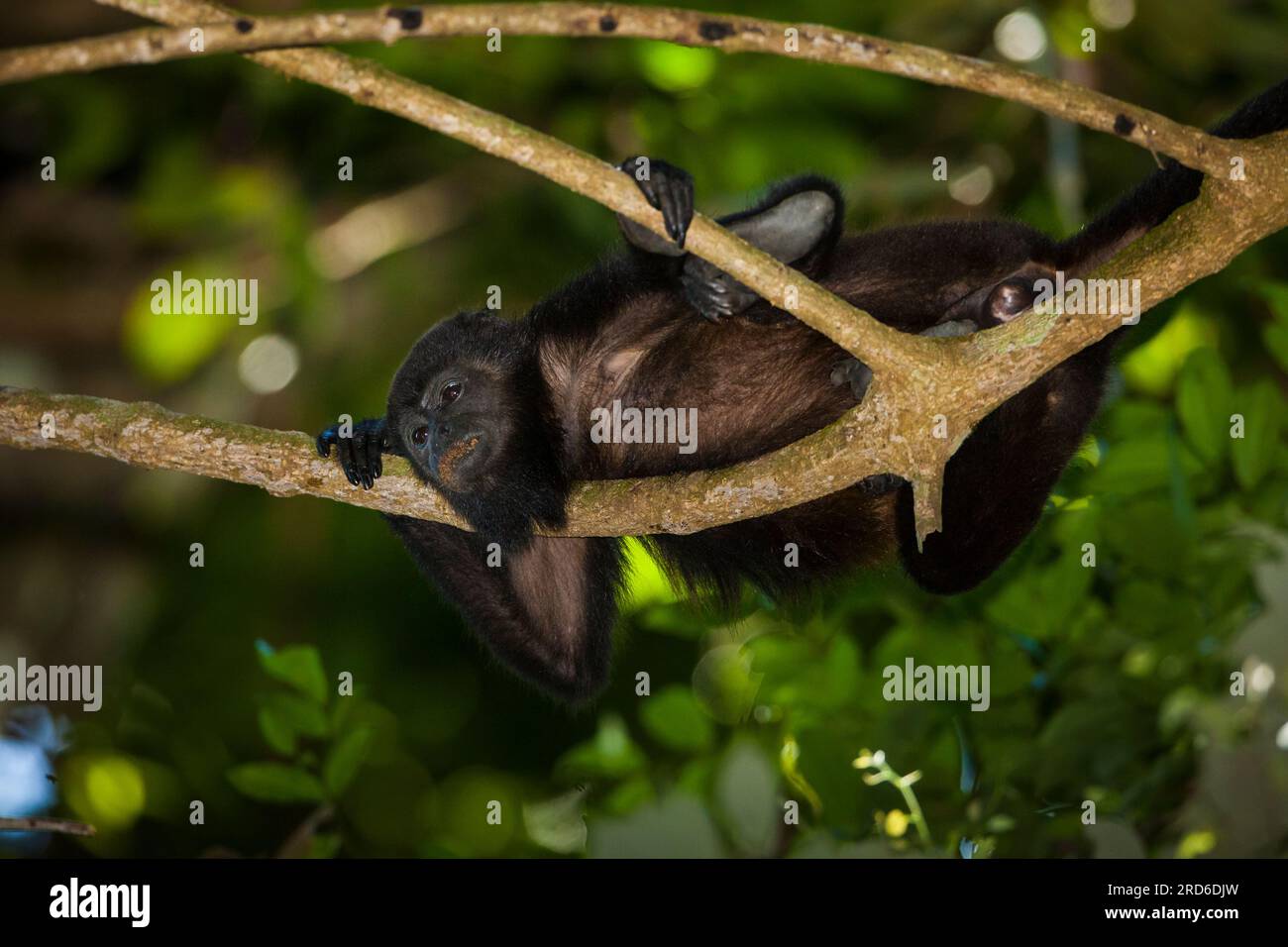 Singe Coiba Howler, Alouatta coibensis, dans la forêt tropicale du parc national de Coiba, océan Pacifique, province de Veraguas, République du Panama. Banque D'Images