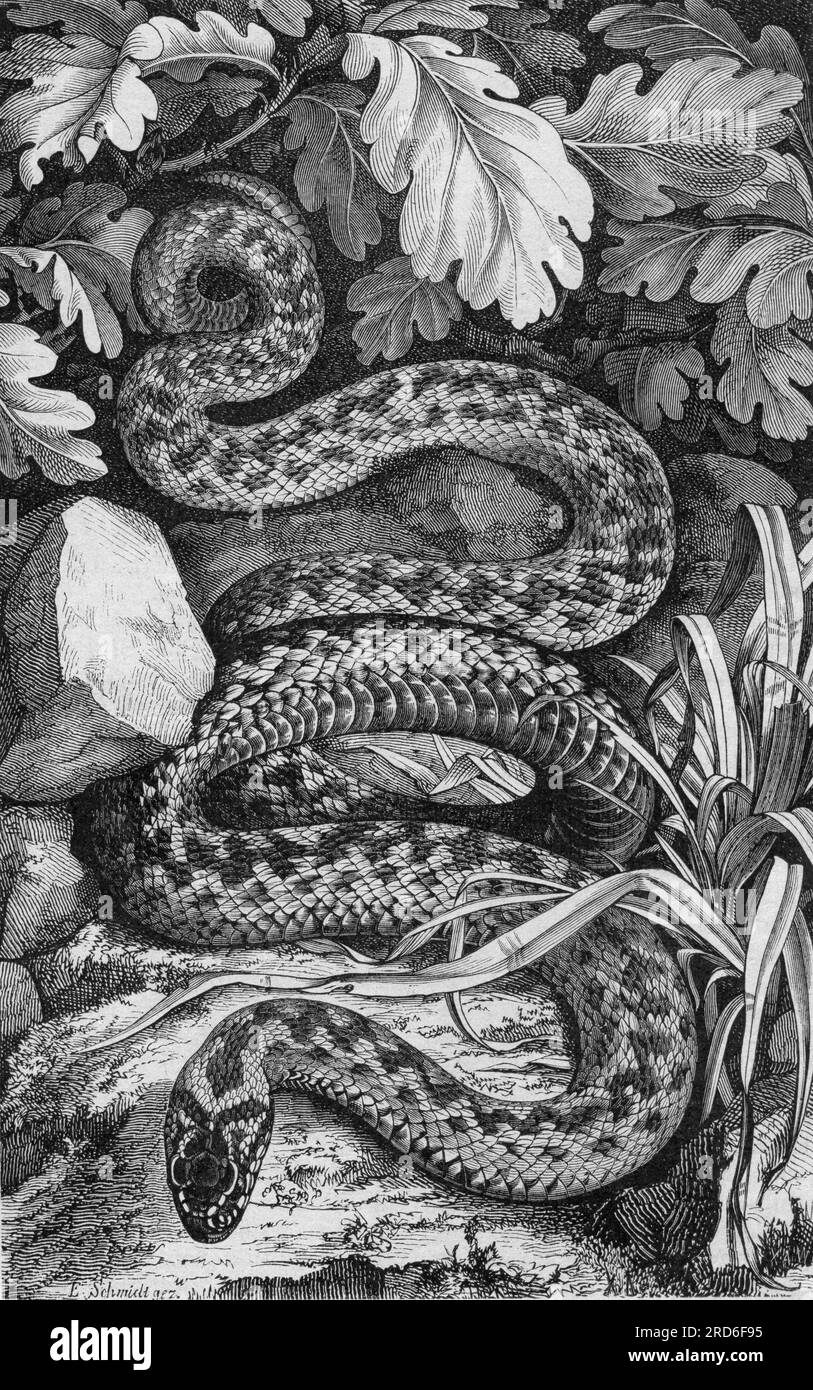 zoologie / animaux, reptile, serpents, additionneur (Vipera berus), gravure sur bois, Par Emil Schmidt, 19e siècle, LE DROIT D'AUTEUR DE L'ARTISTE N'A PAS À ÊTRE EFFACÉ Banque D'Images
