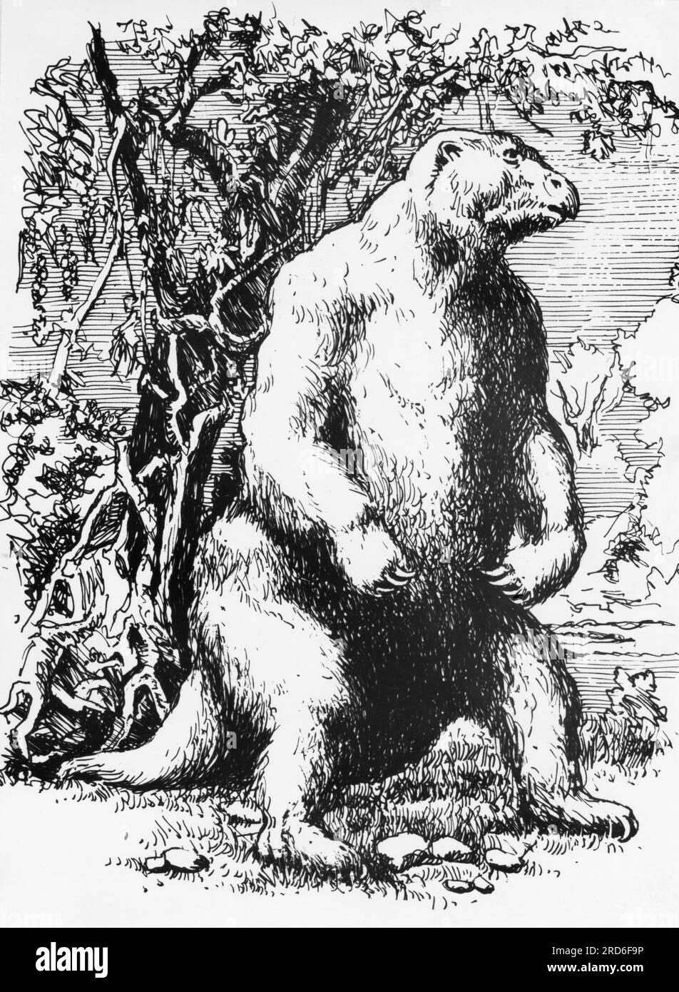 zoologie / animaux, paresseux, paresseux géant (Megatherium), dessin, 20e siècle, INFORMATIONS-AUTORISATION-DROITS-SUPPLÉMENTAIRES-NON-DISPONIBLES Banque D'Images