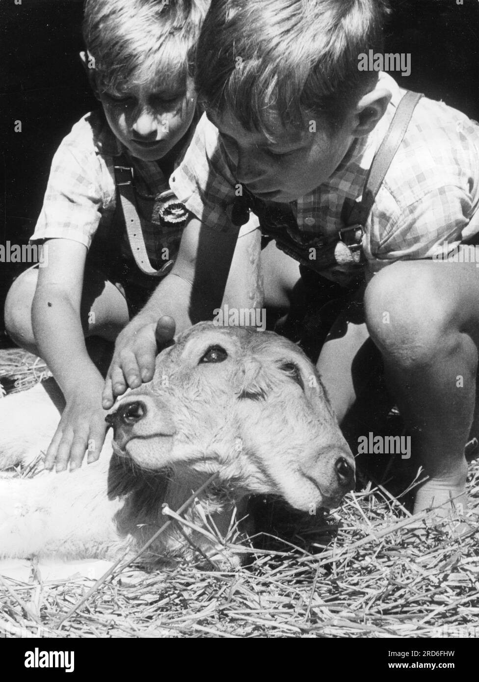 zoologie / animaux, freak, veau à double tête, Mittelstetten, 10.9,1962, INFORMATIONS-AUTORISATION-DROITS-SUPPLÉMENTAIRES-NON-DISPONIBLES Banque D'Images