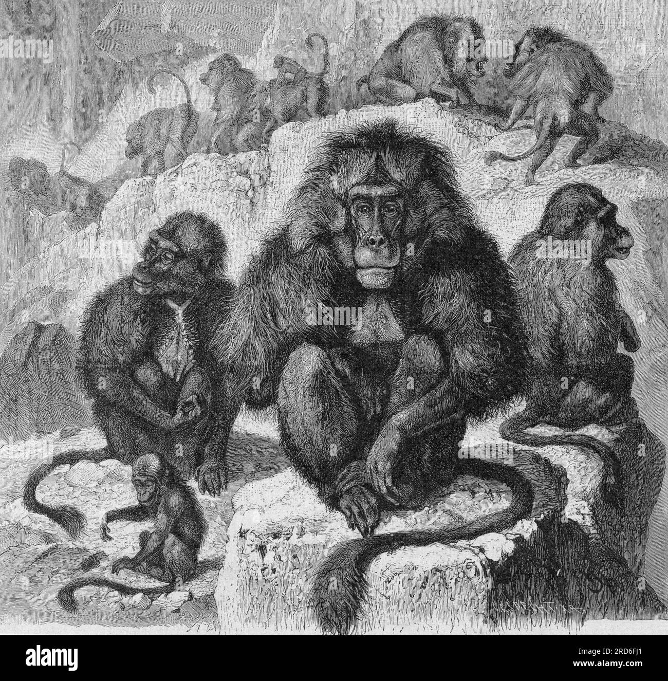 zoologie / animaux, singe, hamadryas babouins (Papio hamadryas), gravure sur bois, ARTISTE LE DROIT D'AUTEUR N'A PAS ÉTÉ EFFACÉ Banque D'Images