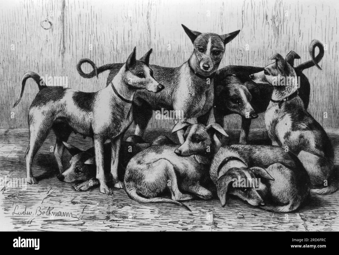 zoologie / animaux, chien, chiens d'animaux de compagnie (Canis lupis familiaris), basenji, sept chiens, INFORMATION-AUTORISATION-DROITS-SUPPLÉMENTAIRES-NON-DISPONIBLE Banque D'Images